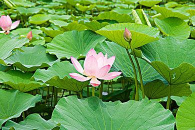 《瘟疫传说：安魂曲》全新实机预告片公布